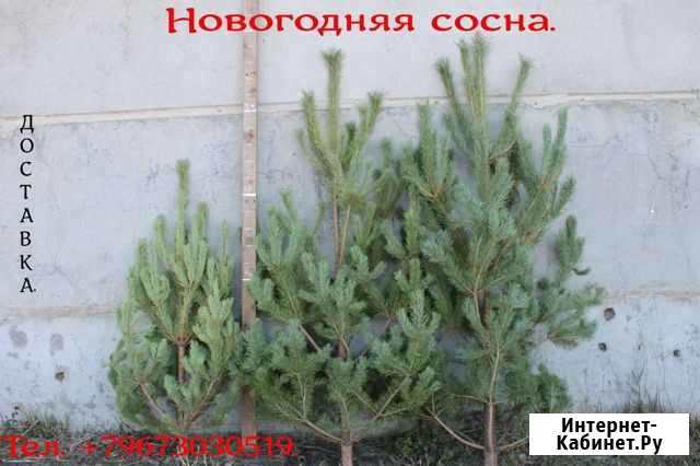 Сосна новогодняя Кущевская - изображение 1
