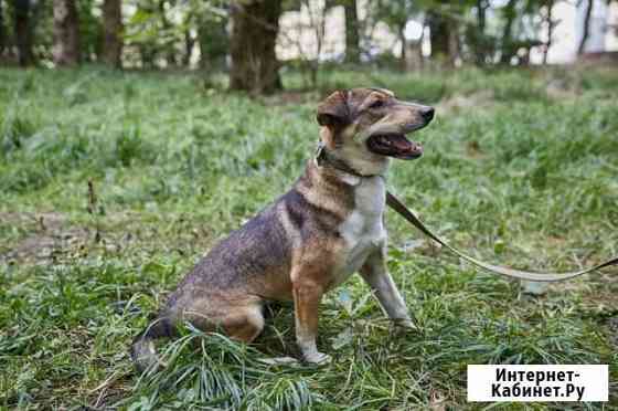Молодой пес Круз ищет дом Ставрополь