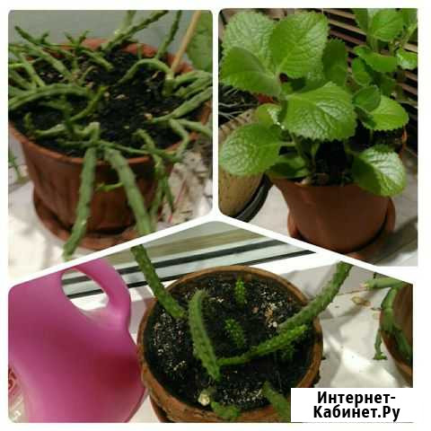 Цветы комнатные разные Набережные Челны - изображение 1