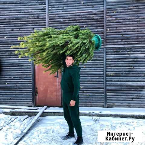 Сосна новогодняя елка живая доставка Тюмень - изображение 1