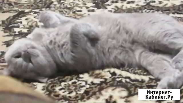 Котик в добрые руки Энгельс - изображение 1