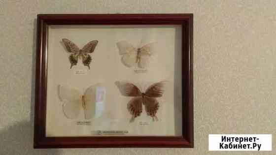Бабочки в рамке Меркурий Интер Лаб Нижний Новгород