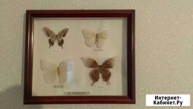 Бабочки в рамке Меркурий Интер Лаб Нижний Новгород - изображение 1