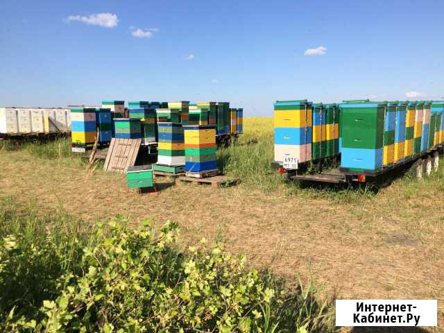 Мед натуральный со своей пасеки Омск - изображение 1