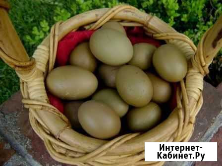 Олив эггеры, инкубационное яйцо Москва - изображение 1