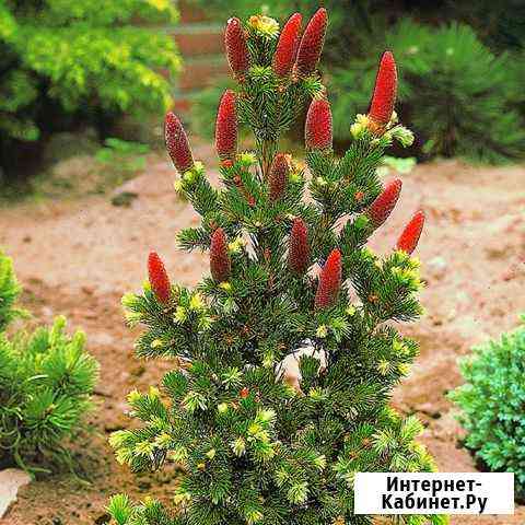 Ель Лайки Страйк горш 1.5л. под заказ Красноярск