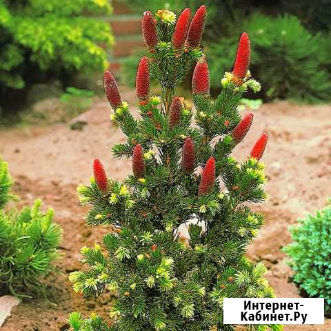 Ель Лайки Страйк горш 1.5л. под заказ Красноярск - изображение 1