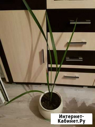 Финиковая пальма Белгород - изображение 1