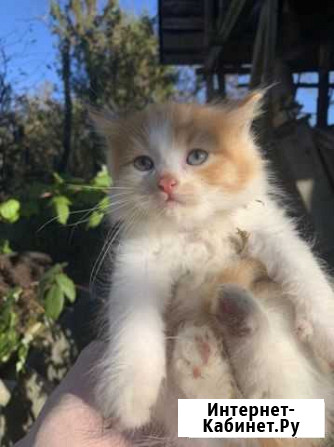 Котята в добрые руки Клин - изображение 1
