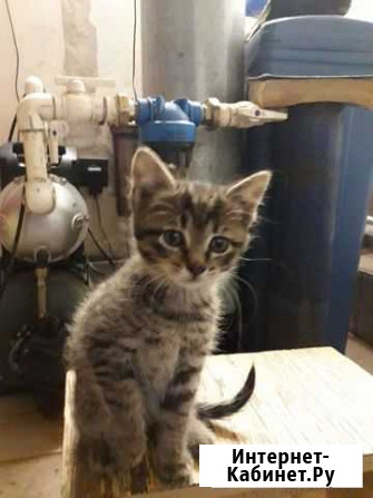 Котята ищут дом Благовещенск - изображение 1