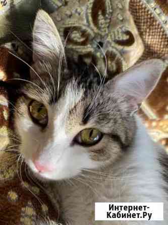 Отдам котиков в хорошии руки Екатеринбург