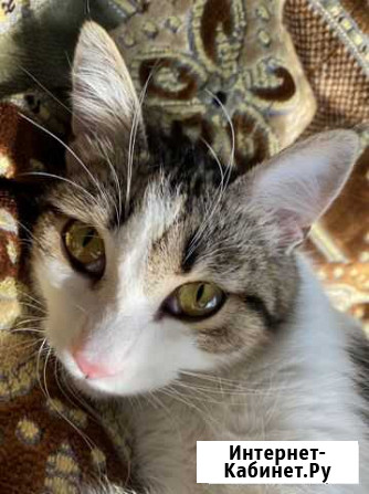 Отдам котиков в хорошии руки Екатеринбург - изображение 1