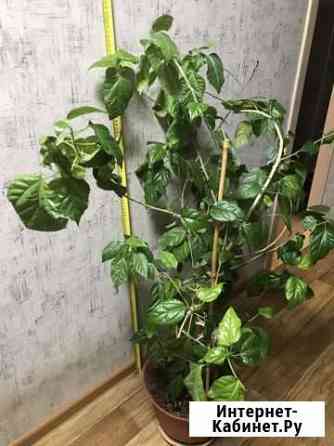 Гибискус (китайская роза) Иркутск