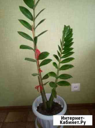 Долларовое дерево, Замиокулькас Смоленск