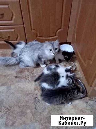 Котята в добрые руки Сосногорск - изображение 1