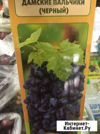 Виноград дамские пальчики Астрахань