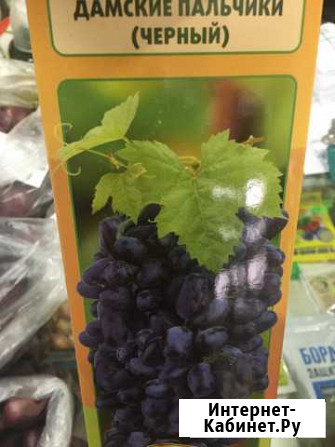 Виноград дамские пальчики Астрахань - изображение 1