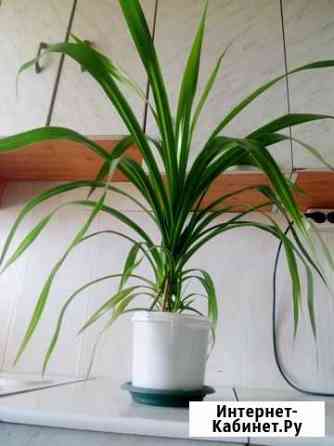 Панданус большой Тольятти