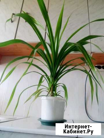 Панданус большой Тольятти - изображение 1