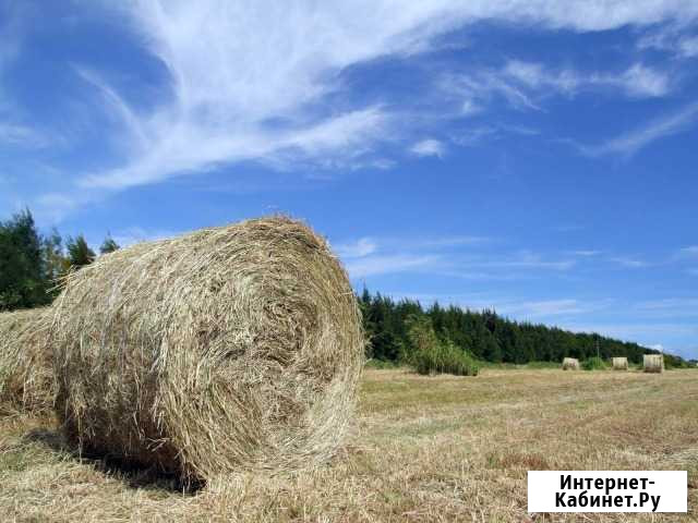 Продам сено в рулонах Лесосибирск - изображение 1
