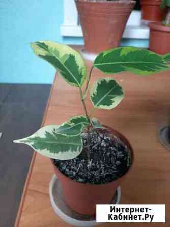 Фикус Пенза