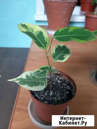 Фикус Пенза - изображение 1