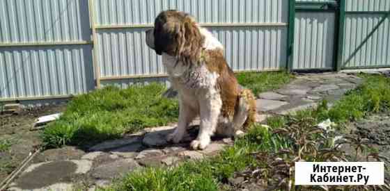 Кобель Московской сторожевой для вязки Казань