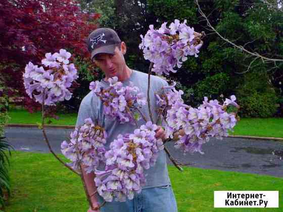 Павловния - Кубань саженцы гибридов все размеры Краснодар