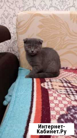 Британские котята Гурьевск - изображение 1
