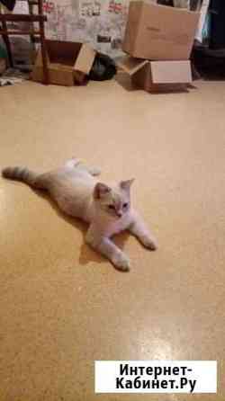 Котёнок британец мраморный Шахты