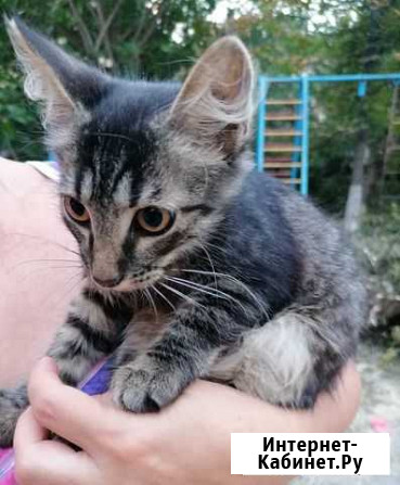 Котенок ищет дом Курск - изображение 1