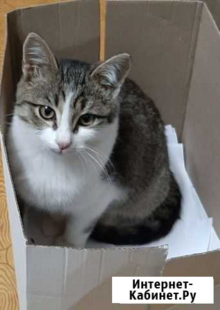 Котята в добрые руки бесплатно Осташков - изображение 1