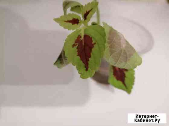 Росток цветка Челябинск