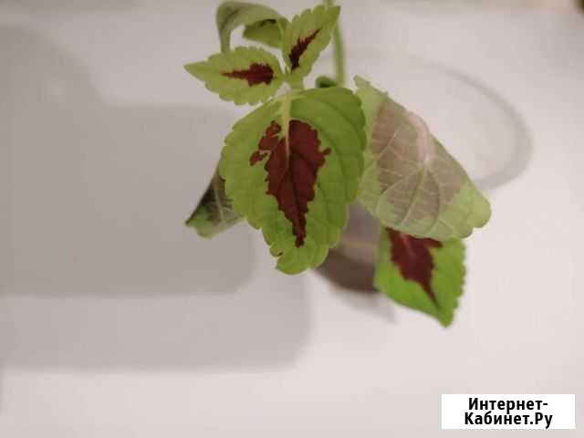 Росток цветка Челябинск - изображение 1