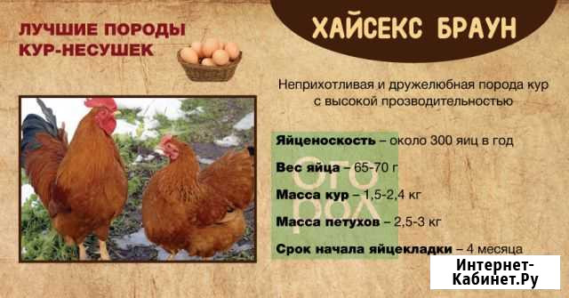 Инкубационное яйцо несушки Урюпинск - изображение 1