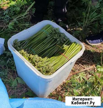 Папоротник солёный Елизово - изображение 1