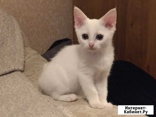 Кошечка Михайловка - изображение 1