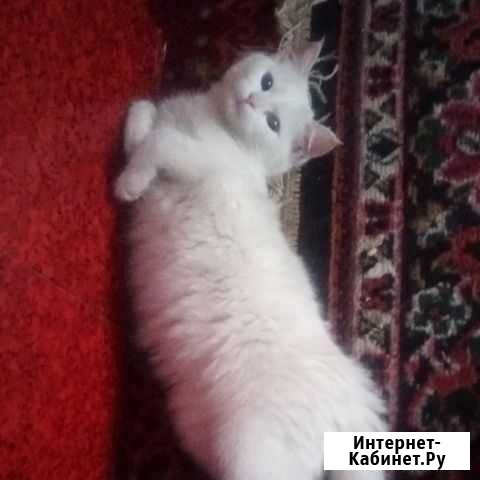 Белоснежка Саяногорск - изображение 1