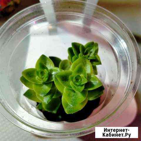 Grassula perforata крассула перфората Ступино