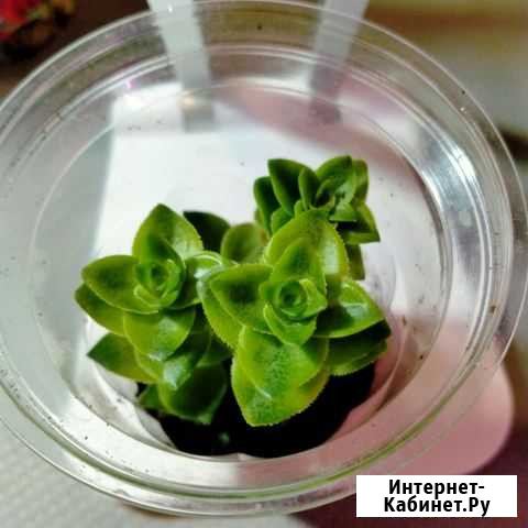 Grassula perforata крассула перфората Ступино - изображение 1