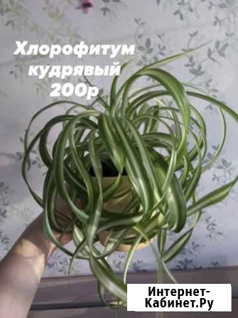 Хлорофитум кудрявый Нефтекамск - изображение 1