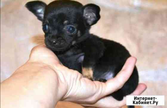 Мини той-терьер щенок Краснодар