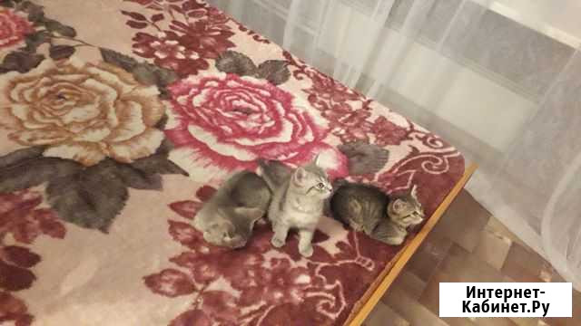 Отдам в хорошие руки котенка Новокузнецк - изображение 1