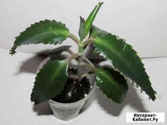 Каланхоэ лечебное Вологда