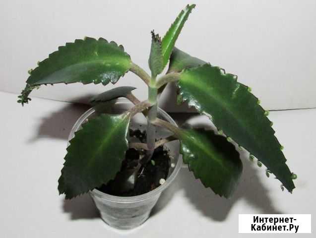 Каланхоэ лечебное Вологда - изображение 1