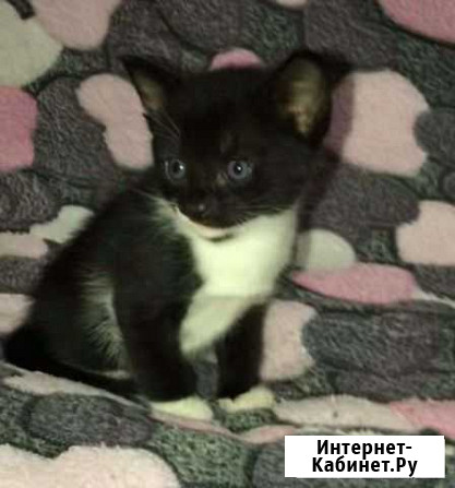 Котята Мытищи - изображение 1