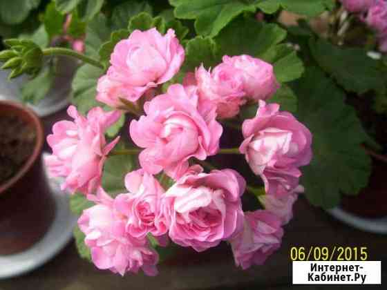 Пеларгония герань Иркутск