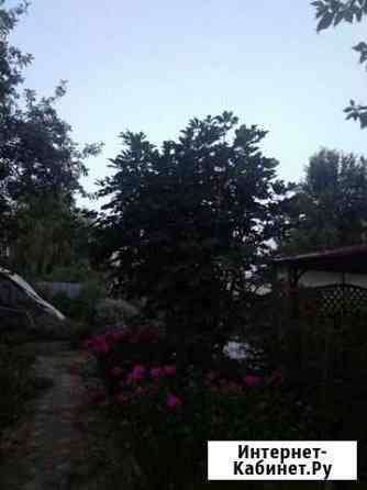 Саженцы каштан Вологда