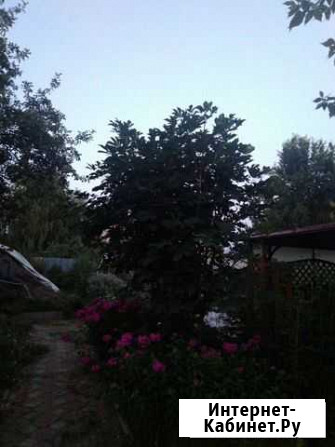 Саженцы каштан Вологда - изображение 1