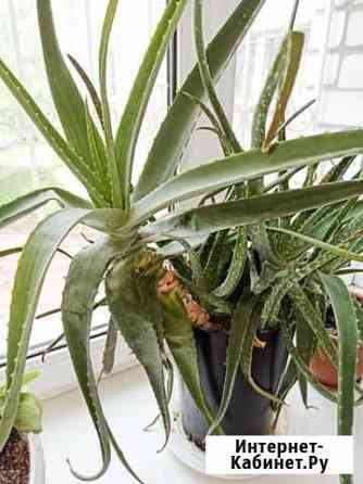 Алое вера детки Воронеж